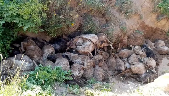 Van'ın Erciş ilçesi'nde 130 koyun uçurumdan atladı ve öldü