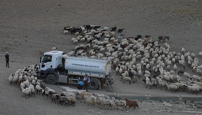 Gürpınar'da susuz kalan koyun sürülerine tankerle su sevkiyatı