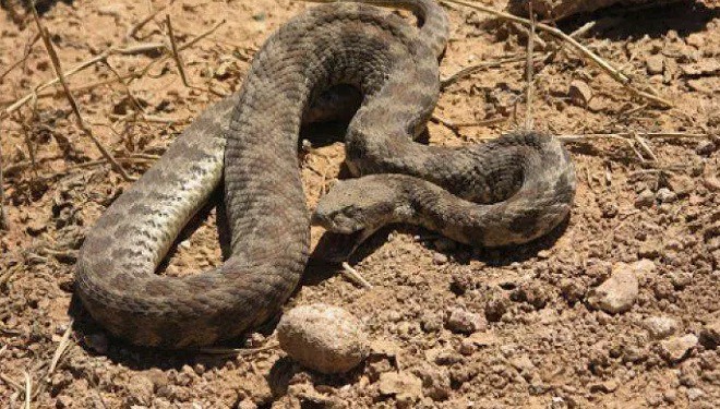 Van'ın Gevaş ilçesi'nde 'koca engerek' görüldü