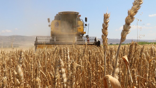 Başkale'de çiftçilerin buğday hasadı devam ediyor