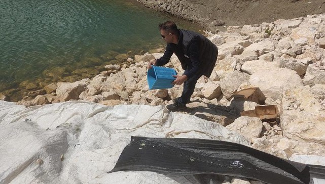Van’da 1 milyon 800 bin balık göllere bırakıldı