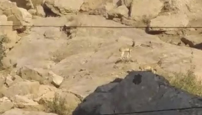 Yüksekova’da sürü halinde dağ keçisi görüntülendi