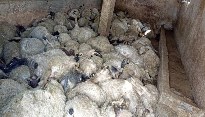 Van'ın Tuşba ilçesi'nde 130 koyun telef oldu