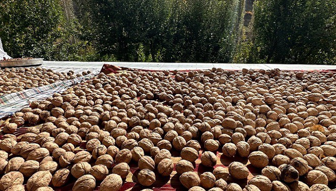Bahçesaray’da 100 yaşındaki asırlık ağaçlardan ceviz üretimi