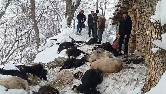 Çatak'ta ağılda çıkan yangında 40 keçi telef oldu