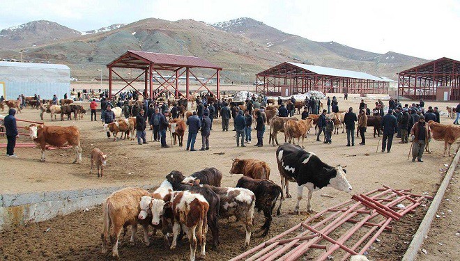 Van'da kurbanlık satış ve kesim noktaları belli oldu!