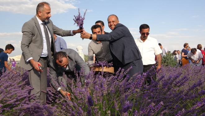 Van'da rengarenk tıbbi bitkilerin hasadı yapıldı