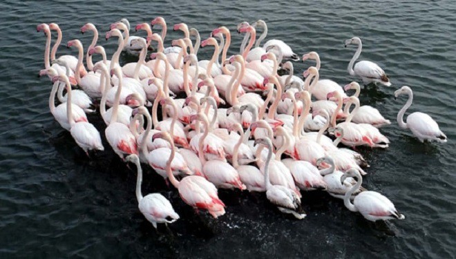 Flamingolar bu yıl Van'a geç geldi ama çok geldi