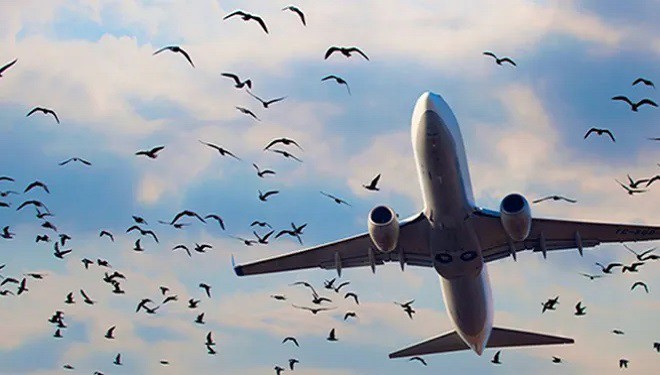 Uçaklar Havalimanı'na inemedi! Pilotun sesleri kayıtlara yansıdı: 'Pist şu an full kuş'