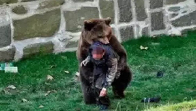 Ayının saldırısına uğrayan çoban ağır yaralandı