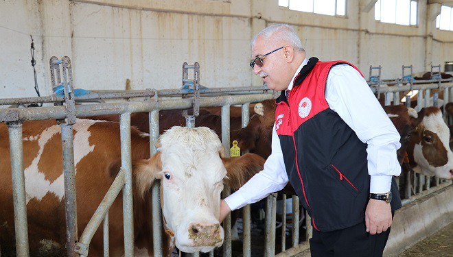 Tarım Müdürü Görentaş'tan “İthal hayvan" açıklaması