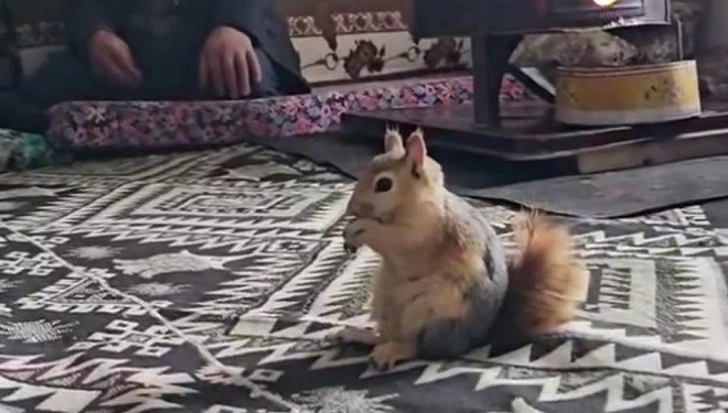 Bahçesaray'ın sevimli sincabı ilgi odağı oldu