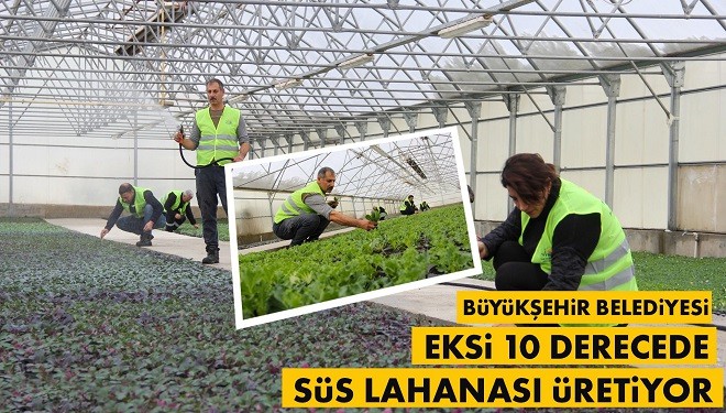 Van Büyükşehir Belediyesi eksi 10 derecede süs lahanası üretiyor