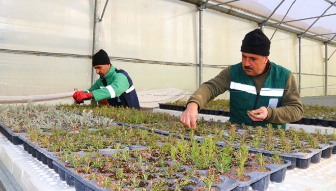Edremit’te tıbbi aromatik bitki üretimi devam ediyor 