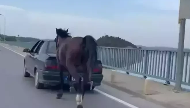 Otomobile bağladığı at ile ilerledi; 2 gözaltı
