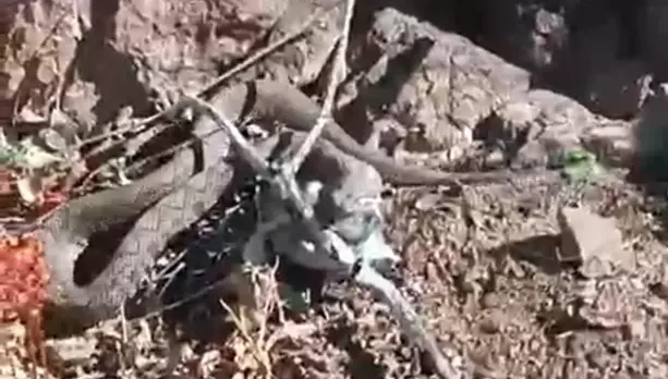 Erek Dağı’nda zehirli radde engereği