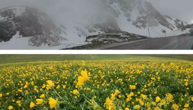 Van’da dağların zirvesinde kar, ovalarında çiçek