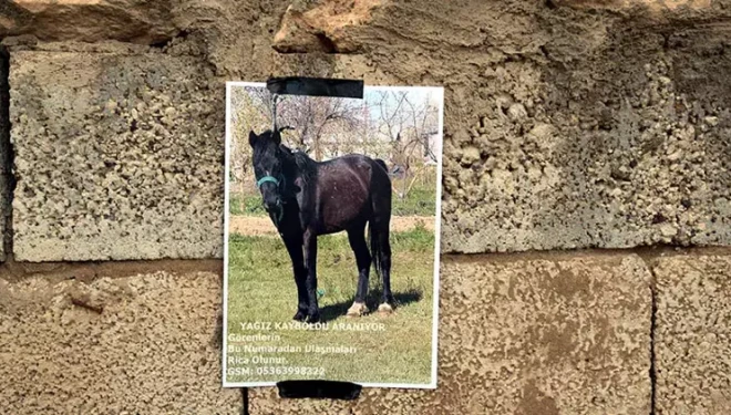 Kaybolan atını duvarlara astığı afişlerle arıyor