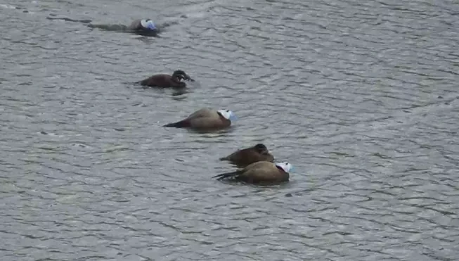 Van’da koruma tedbirleri, dikkuyruk sayısını artırdı