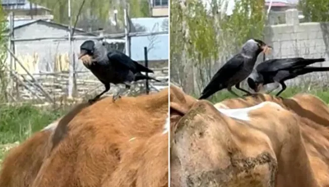 Cüce kargalar, inekten kopardıkları tüylerle yuva yaptı