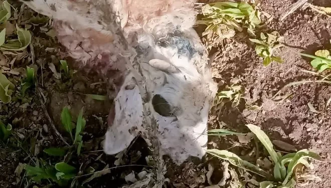Sürüye saldıran kurtlar kuzuları öldürdü!