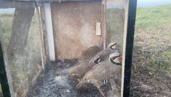 Van’da kaçak keklik avlayan bir kişiye 49 bin 219 lira ceza