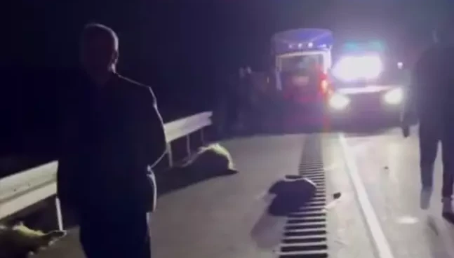 Van’da hafif ticari kamyonet sürüye çarptı; 8 koyun telef oldu