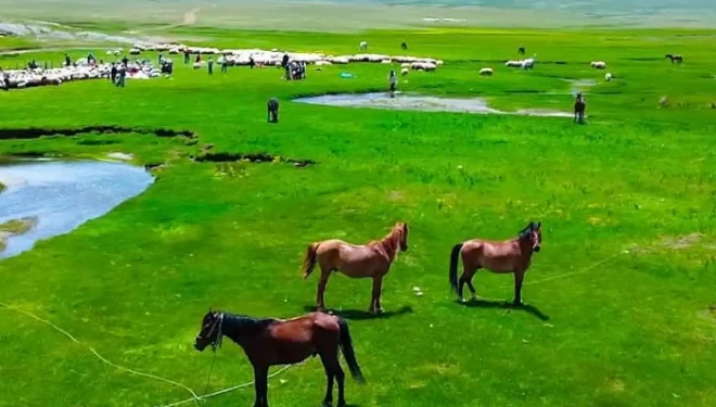 Alendeşt yaylası, menderesleri ve sarı çiçekleriyle büyülüyor
