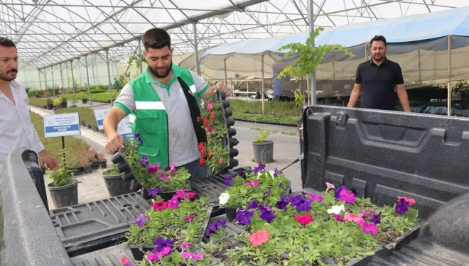 Edremit Belediyesi ürettiği çiçeklerle kenti yeşillendiriyor 