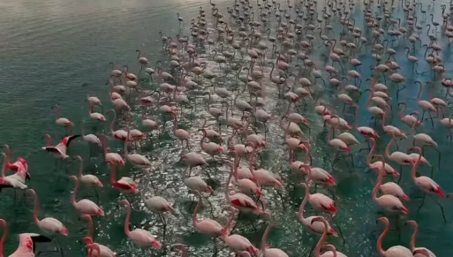 Erçek Gölü narin misafirleri flamingoları ağırlamaya devam ediyor