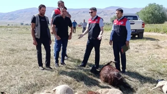 Panikleyen koyunlar birbirini ezdi: 150 hayvan telef oldu
