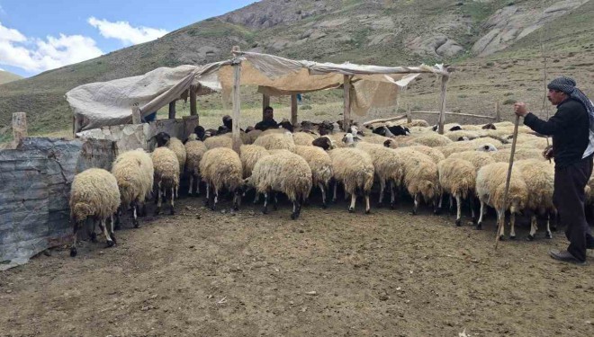 Kiraladıkları yaylada
