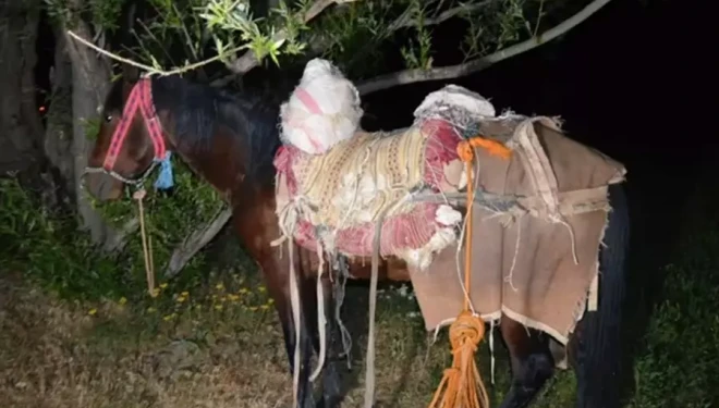 İran’dan katırla yurda sokulan 97 kilogram uyuşturucuya 1 gözaltı