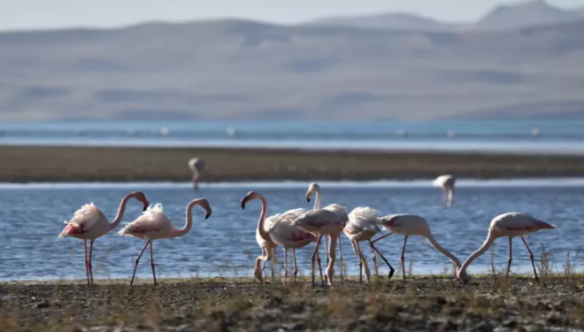 Kuraklık nedeniyle flamingo sayısı azaldı