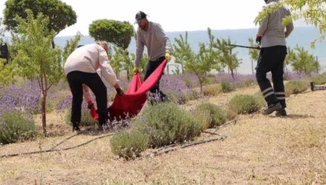 Van'da lavantanın ilk hasadı başladı