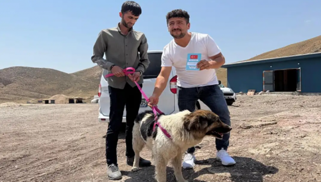 Sahibinin mezarından ayrılmayan köpek teslim alındı