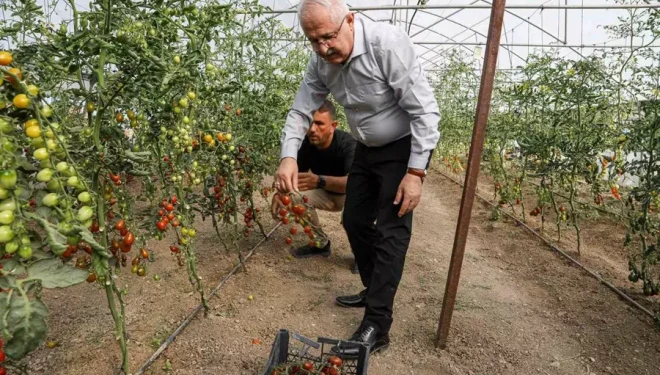 Van’da ata tohum ile elde edilen ürünlerin hasadı yapıldı