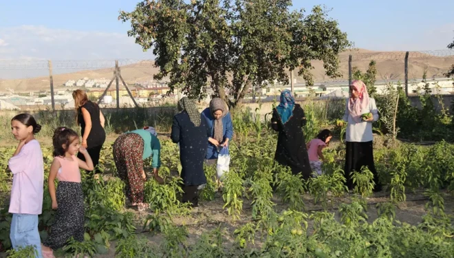 Edremit Kadın Kent Bostanı’nda hasat sürüyor 