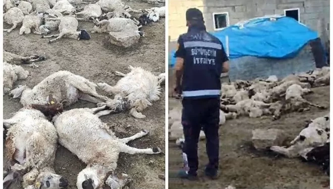 Van’da kurt saldırısı: 111 koyun telef oldu