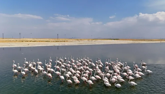 Flamingoların Van Gölü kıyılarındaki renkli dansı
