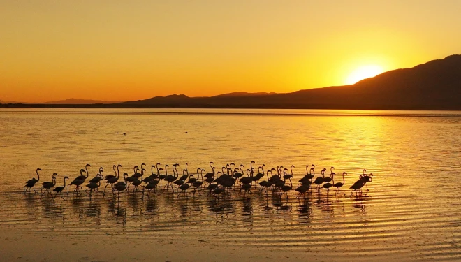 Van Gölü’nde gün batımıyla flamingoların güzelliği