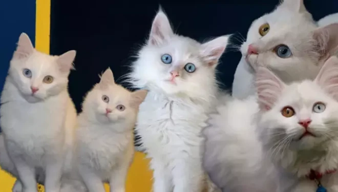Van'da Kedi Villası'nda doğum sezonu tamamlandı