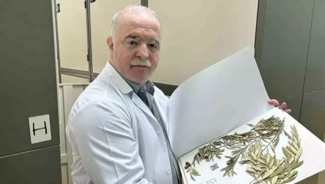 Zeytin ağacından gelen delil: Nuh’un Gemisi Cudi Dağı’nda