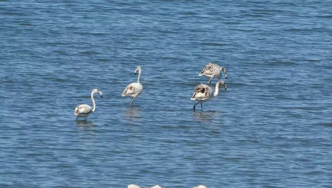 Flamingoların yeni gözdesi: İskele sahili