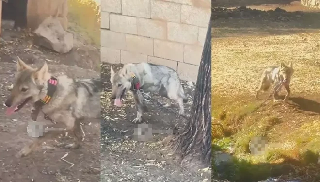 Van’da zincire vurulan kurt kurtarıldı