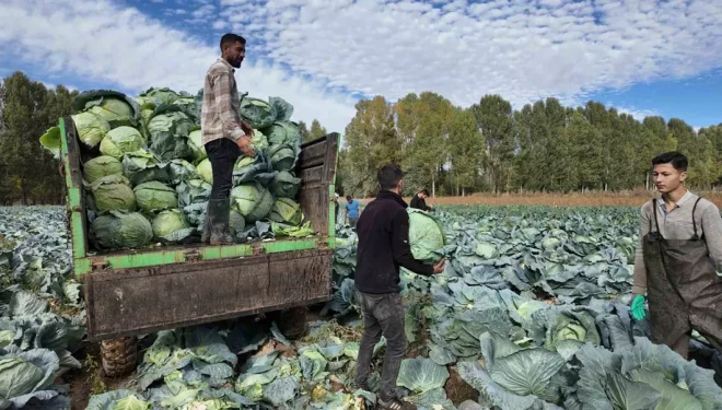 Erciş’te lahana hasadı başladı