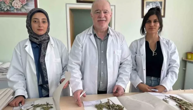 90 bin bitki örneğiyle bilimsel bir hazine: VANF Herbaryumu