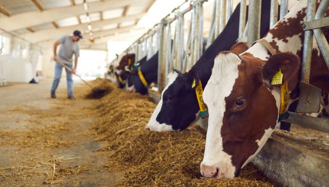 Şaşırtan CİMER şikayeti: 'Mahallemde hayvancılık yapılmasın'