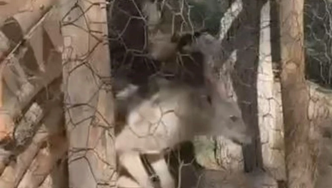 Özalp’te kafeste tutulan kurt kurtarıldı