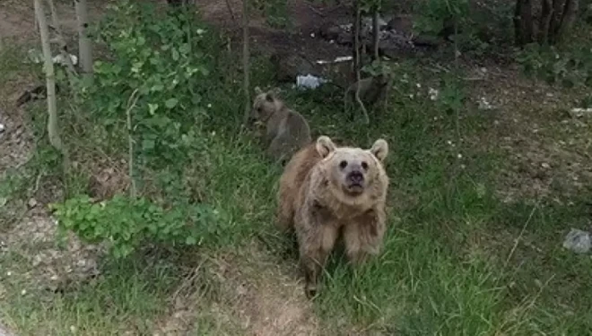 Bitlis'te ayıların dronla karşılaşmasında sempatik anlar